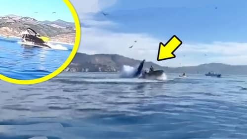 Whale SWALLOWS Kayaker! (WARNING)
