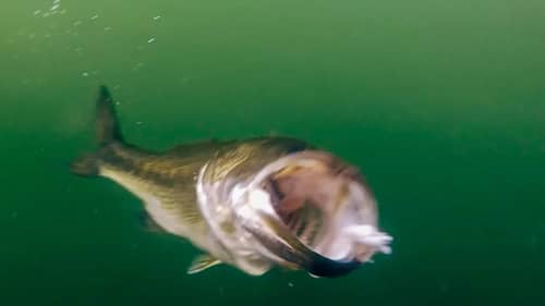 Underwater Footage of Giant Bass Eating Swimbaits and Jerkbaits!