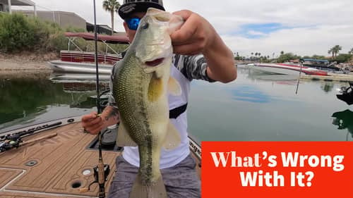 World's Ugliest Largemouth Bass? What Caused this Deformity?!