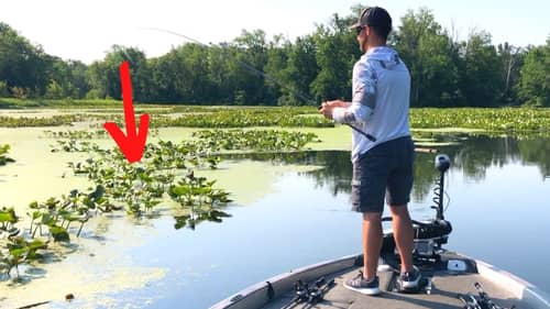 90% of LILY PADS Don't Hold BASS (But These DO)