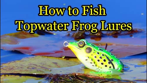 Basics of Frog Fishing and How to Fish Hollow-body Frog Lures