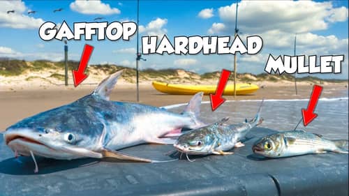 Catching the Nastiest Surf Fish… and eating them! I was shocked...