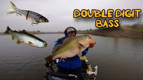 Searching for a 10lb Bass-Throwing Big Swimbaits