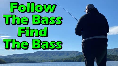 Follow The Bass From Spawn to Shad Spawn to Post Spawn