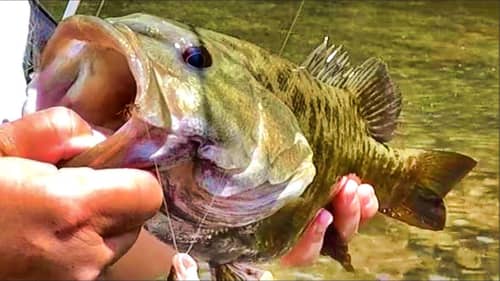The Real Swimbait Is A Fish Catching Machine!