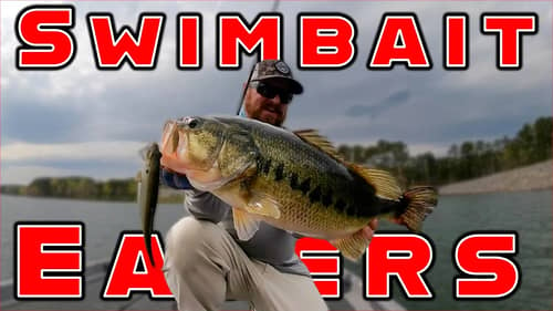 Targeting Giant Bass With Swimbaits! ( On The Water )