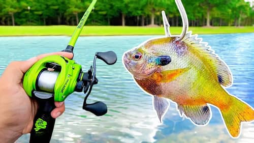 Fishing w/ BIG Livebait for HUGE Bass (Bank Fishing)