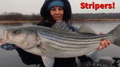 Striped Bass Fishing in Connecticut - New Vexus VX21 Boat Break In @OliverNgy