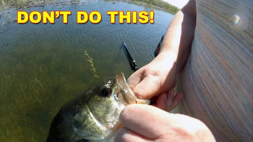 Fishing Rules: When To NOT Follow The Crowd | Bass Fishing