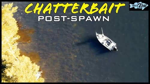 4 Tips for Post-Spawn Bass Fishing Weedless ChatterBaits