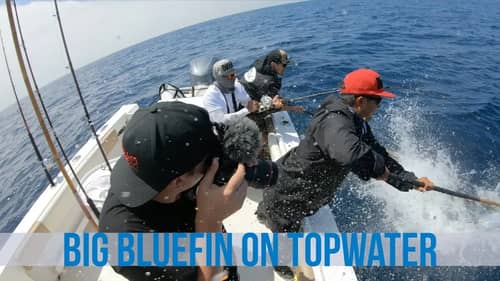 Bluefin Tuna Destroys Topwater Megabass Trigya Pencil Lure