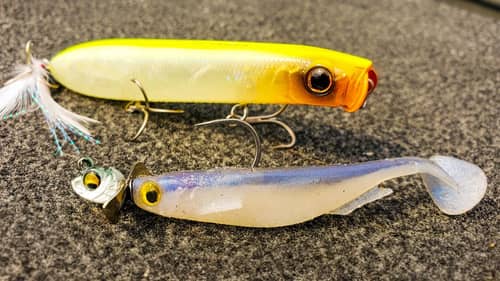 Topwater, Flukes, and Underspins For Aggressive Fall Bass!