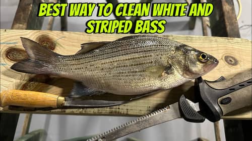 THE Best Way To Clean (And Remove Red Meat) From A White Or Striped Bass…(Full Tutorial)