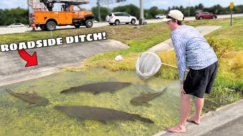 Saving Fish TRAPPED in Roadside DITCH!