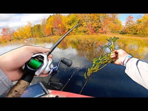 Junk Fishing HEAVY Grass For Fall Bass (The BIGS!)