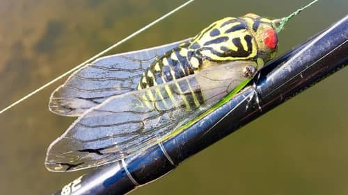 Making a Cicada Fishing Lure