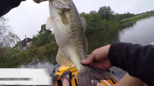 Topwater Tips for Spring Bass Fishing