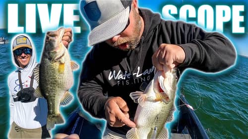 THESE FISH ARE STUFFED! LIVESCOPE & A-RIGS with Team 6! Fishing with Luke Dunkin and Darien Craig!