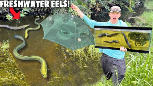 CATCHING FRESHWATER EELS For My NEW AQUARIUM!