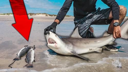 surf fishing for SHARK AND TROUT - what are the chances?