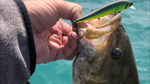 Understanding Water Visibility For June Bass Fishing Success