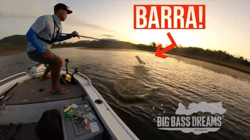 Barramundi on USA style Swimbaits!  #BigBarraDreams Part 9