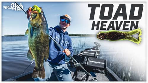 Fishing Shallow For Late Summer Bass | BUZZ Toad Beatdown
