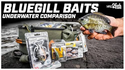 Comparing Bluegill Bass Baits vs. Live Bluegill Underwater