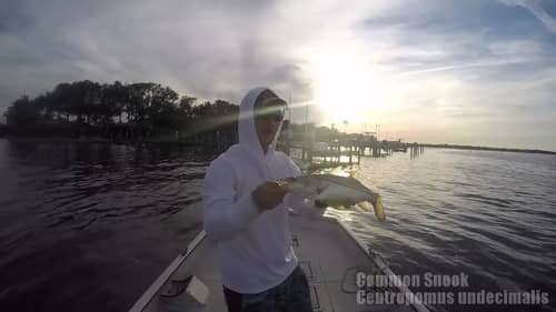 Dock Fishing - Snapper and Snook