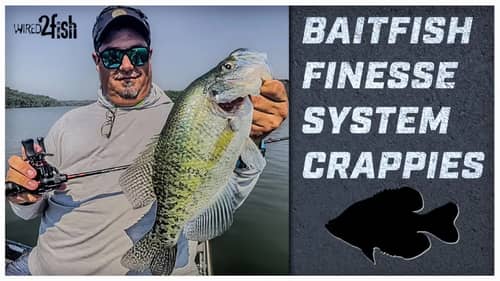 Using Bait Finesse System (BFS) for Crappie Fishing