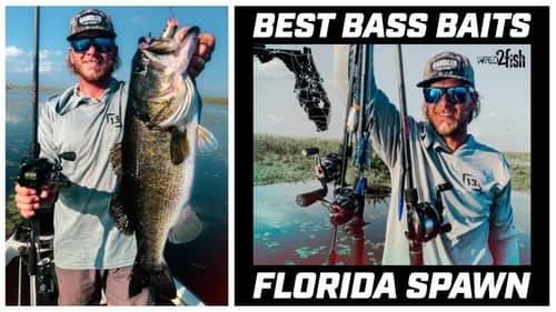 Best Baits for Florida Bass During Spawning Season
