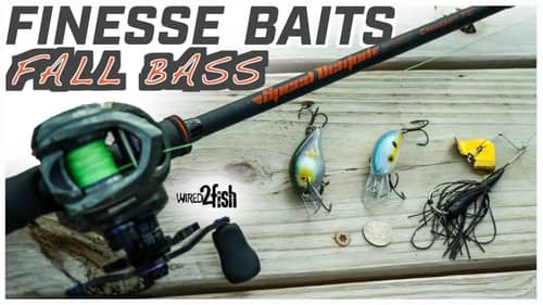 Best Lures for Fall Bass | Chapman's Finesse Approach