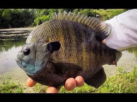 SIGHT fishing CLEAR water for HUGE BLUEGILLS!