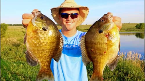 Catching GIANT Bluegill In The Summer! BIG PANFISH!