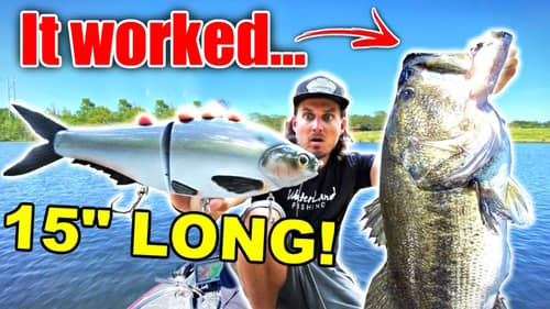 The WORLD'S BIGGEST Shad Swimbait is the ONLY Bait Giant Fish would Eat?! (15 Inch Fishing Lure)