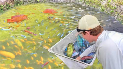 Netting THOUSANDS Of Colorful Fish For My BACKYARD POND!