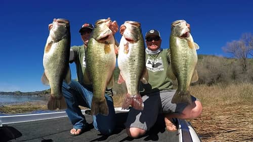 Winter Bass Fishing: Catch Bigger Fish With These Alabama Rig Tricks