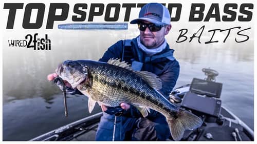 Best Lures for Spotted Bass | Logan's Top 3