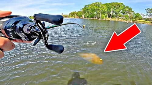 Giant Swimbait gets DESTROYED by my Biggest Bass!!