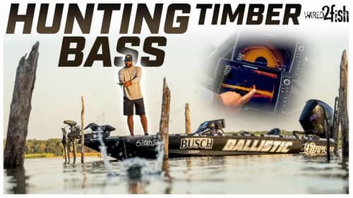 Find Prime Bass Spots in Standing Timber | Secrets Revealed