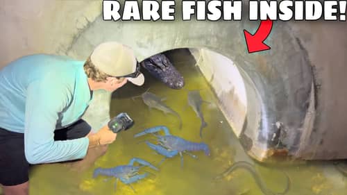I Found a Hidden Tunnel FILLED with RARE FISH!