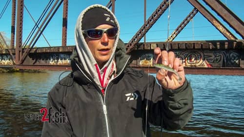 Finesse Drop Shot Rigging with Swimbaits