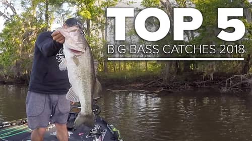 Top 5 BIGGEST BASS (Spring 2018)