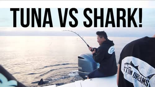 Bluefin Tuna Vs Shark #BigTunaDreams Part 7