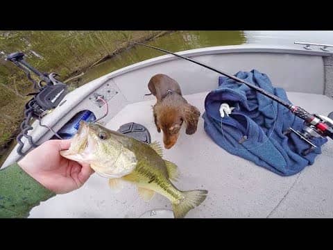 Spring Bass Fishing With The Puppy -- (She is GOOD Luck)