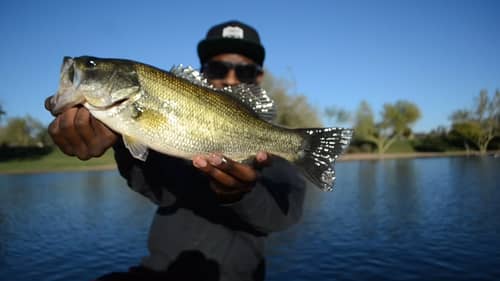 Fishing Jerkbaits In Cold Water For Fall Bass