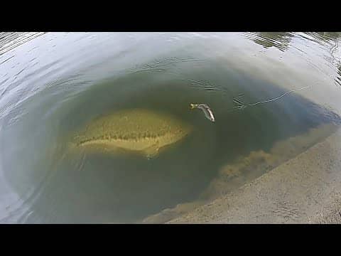 Dropping a SWIMBAIT on MONSTER BASS!!