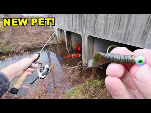 MICRO Fishing For New PET FISH!