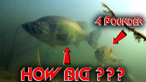 The Biggest Bass We've Ever Seen Underwater!! | Underwater Footage Of A Teener!