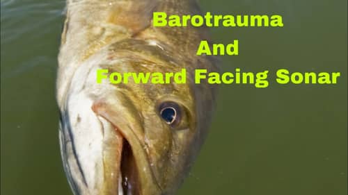 Barotrauma Damage To Fish And Forward Facing Sonar